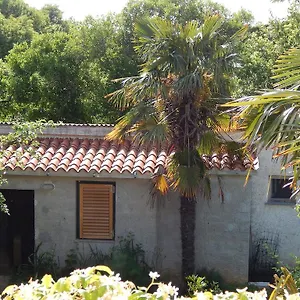 Tomato , Pola Croazia